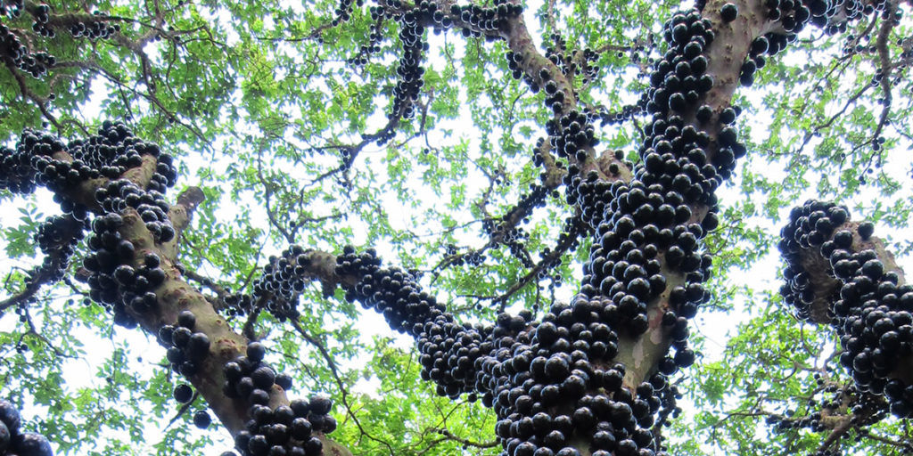 fruits poussent sur le tronc du jaboticaba